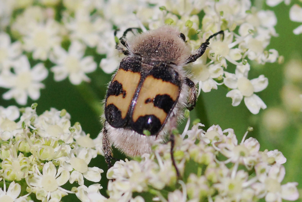 Trichius sp. e Trichius fasciatus